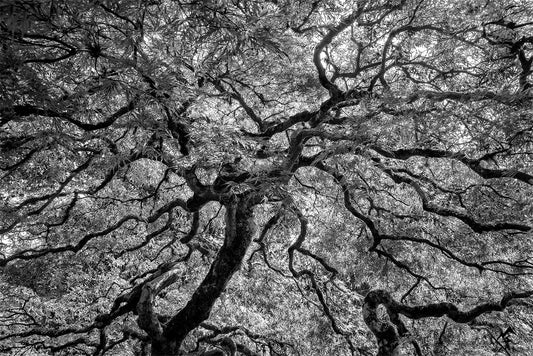 Ancient Veins