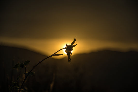 THE LAST STANDING FLOWER