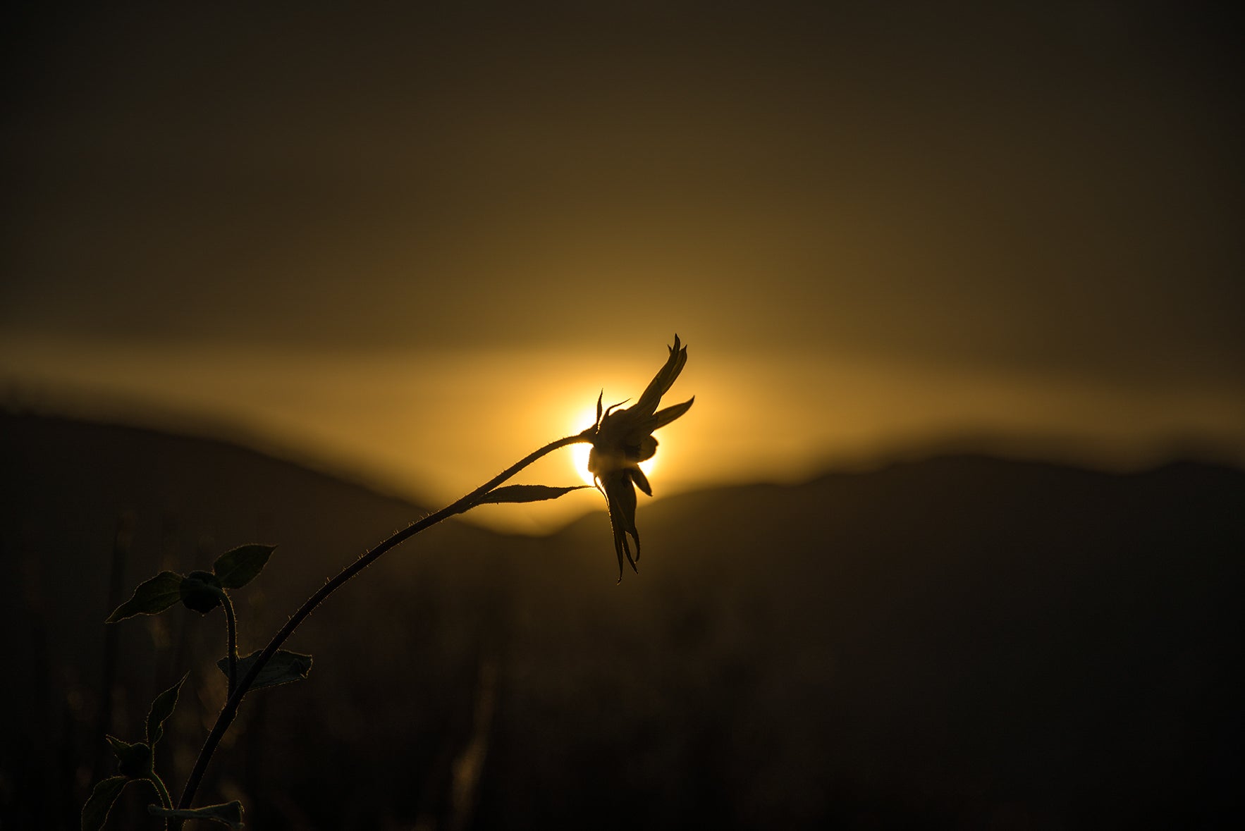 THE LAST STANDING FLOWER