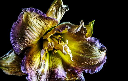 Flowers In Macro Photography